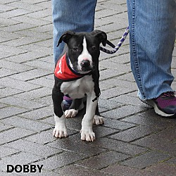 Thumbnail photo of Dobby #3