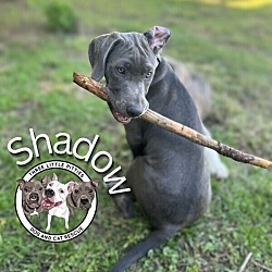 Photo of Shadow the Gorgeous Family Dog