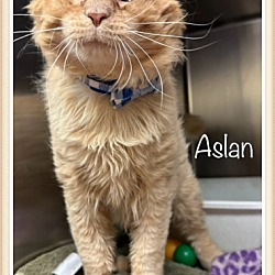 Thumbnail photo of ASLAN #4