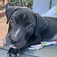 adopt a pet