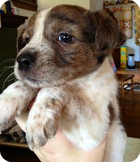 St Louis Mo Australian Shepherd Meet Cato A Pet For Adoption