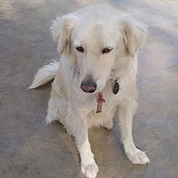 Thumbnail photo of Maddox- Indian Pariah Dog #2