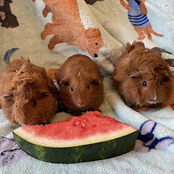 Thumbnail photo of Guinea pigs #3