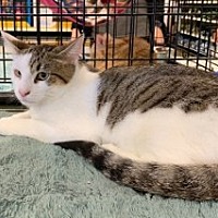 adopt a pet