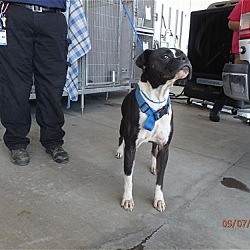 Cane Corso  PetStarter