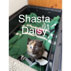 Photo of Shasta Daisy