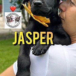 Thumbnail photo of Jasper Jewels #1