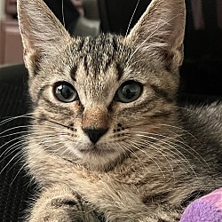 Photo of Milo the Sweet Tabby