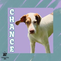 Thumbnail photo of Chance #1