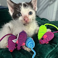 adopt a pet
