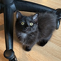 adopt-pet