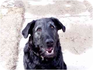 Roundup Mt Irish Wolfhound Meet Mikey A Pet For Adoption Roundup Mt Irish Wolfhound Meet