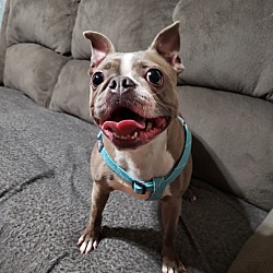 blumoon boston terriers