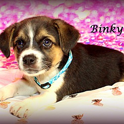 Thumbnail photo of Binky~adopted! #4