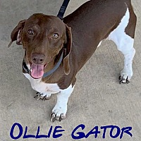 Photo of Ollie Gator