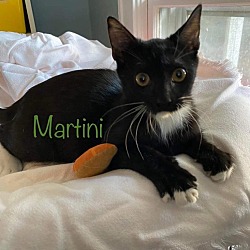 Photo of Martini