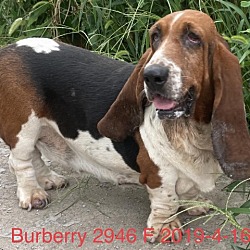 Photo of Burberry 2946 F