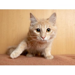 Photo of CHIBO