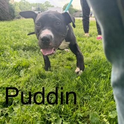 Thumbnail photo of Puddin #4