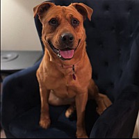 adopt a pet