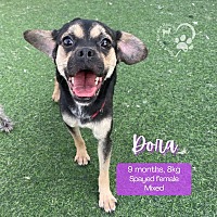 adopt-pet