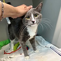 adopt a pet
