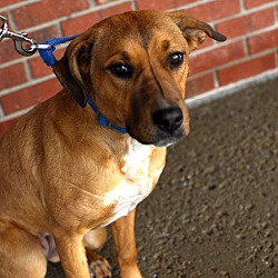 Thumbnail photo of Lexi-Adopted! #1