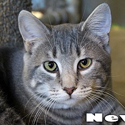 Thumbnail photo of Nevil #1