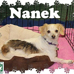 Thumbnail photo of Nanek #2