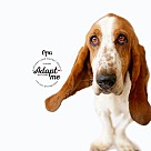 Basset Hound Puppies - Basset Hound Rescue and Adoption