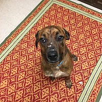 madison shelter jefferson animal county diesel
