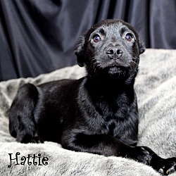 Thumbnail photo of Hattie~adopted! #2