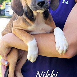 Thumbnail photo of Nikki ~ meet me! #1