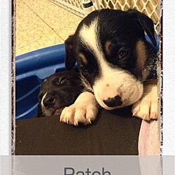 Thumbnail photo of Patch #3