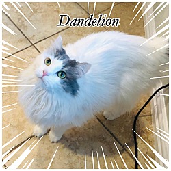 Thumbnail photo of Dandelion #3