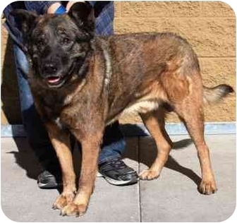 kelpie malinois mix