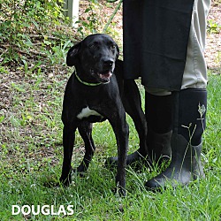 Photo of Douglas