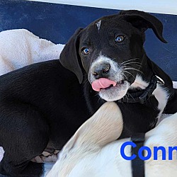 Thumbnail photo of Conner #3
