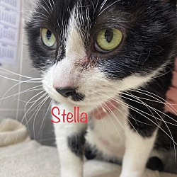 Photo of Stella