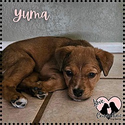 Photo of Yuma