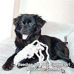 Photo of BOOCHAE