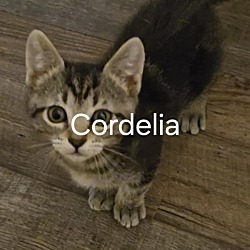 Thumbnail photo of Cordelia #2