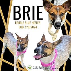 Thumbnail photo of Brie #1