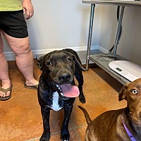adopt a pet