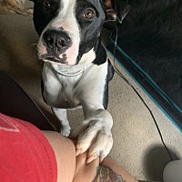 adopt a pet