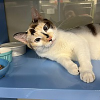 adopt a pet