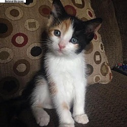 Thumbnail photo of Piper - Adopted FTA Aug 2016 #1