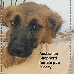 Thumbnail photo of Sassy (in adoption process) #2