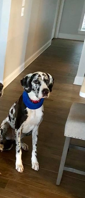 harley quinn great dane dog