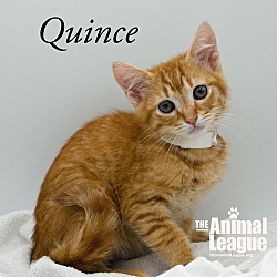 Thumbnail photo of Quince #1